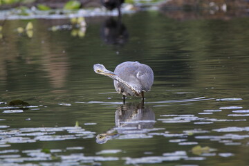 Graureiher (Ardea cinerea)