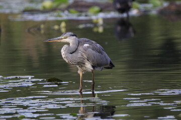 Graureiher (Ardea cinerea)