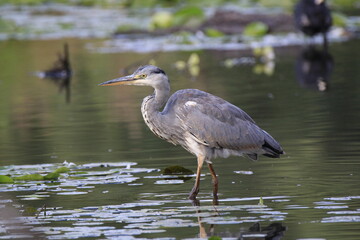 Graureiher (Ardea cinerea)