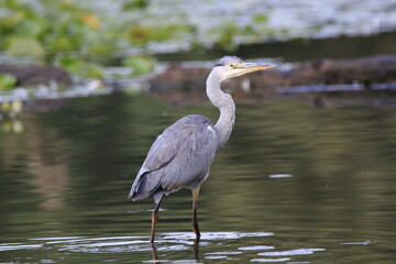 Graureiher (Ardea cinerea)