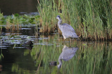 Graureiher (Ardea cinerea)