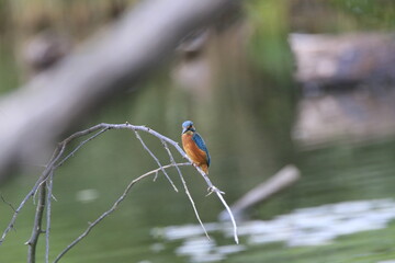 Eisvogel (Alcedo atthis)