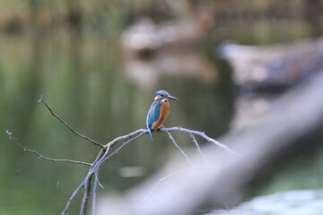 Eisvogel (Alcedo atthis)