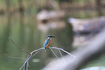 Eisvogel (Alcedo atthis)