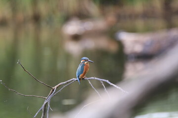 Eisvogel (Alcedo atthis)