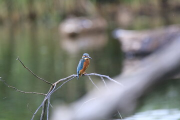 Eisvogel (Alcedo atthis)
