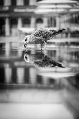 reflection of seagull drinking water - 678863376