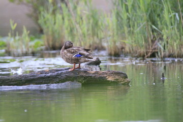 Stockente (Anas platyrhynchos)