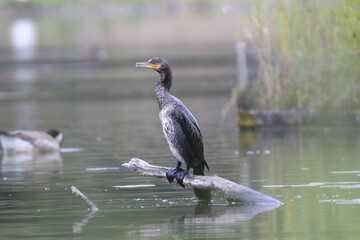 Kormoran (Phalacrocorax carbo)