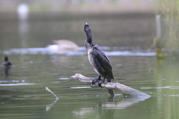 Kormoran (Phalacrocorax carbo)