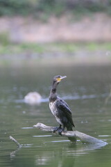 Kormoran (Phalacrocorax carbo)