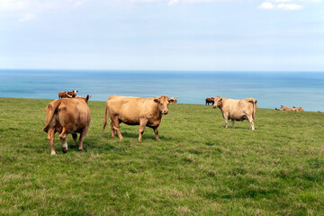 Fototapeta na wymiar Cow in a field Wales Pembrokeshire