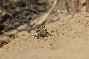 Water frog,common European frog.Common frog in natural habitat.