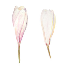 White frangipani illustration. Watercolor hand drawn clip art of exotic flower plumeria. Tropical painting for wedding invitations, spa and massage salon prints, cosmetic packing, travel guides