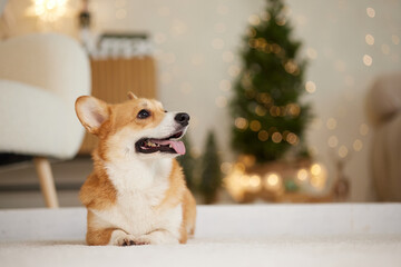 a brunette girl holds and hugs a red corgi dog on a clean light background, the concept of love for animals, selective focus
