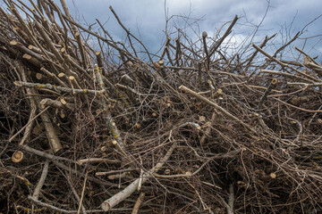 Stolen tree branches are stacked on the side of the road near the forest. Forest path and branches piled up in a pile.