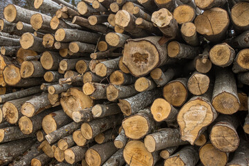 Stolen trees stacked on the side of the road near the forest. Forest road and firewood piled up in a pile.