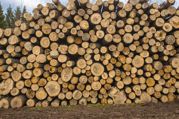 Stolen trees stacked on the side of the road near the forest. Forest road and firewood piled up in a pile.