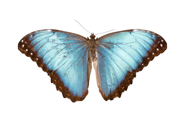 Butterfly Morpho godarti on white background