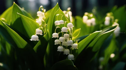 Foto op Aluminium Lily of the valley, Convallaria majalis, water drops. Convallaria majalis. Springtime Concept. Mothers Day Concept with a Copy Space. Valentine's Day. © John Martin