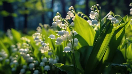 Türaufkleber Lily of the valley, Convallaria majalis, water drops. Convallaria majalis. Springtime Concept. Mothers Day Concept with a Copy Space. Valentine's Day. © John Martin