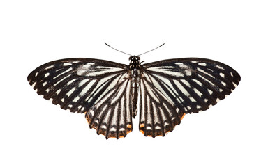 A beautiful Common Mime butterfly (Papilio Clytia)