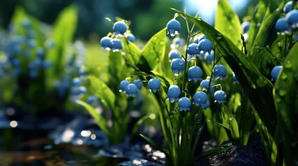 Poster Lily of the valley, Convallaria majalis, water drops. Convallaria majalis. Springtime Concept. Mothers Day Concept with a Copy Space. Valentine's Day. © John Martin