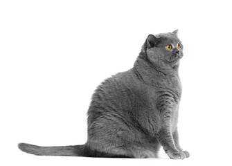 A fat British cat sitting on a white background and looks in surprise