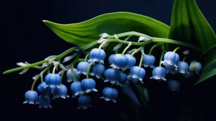 Gordijnen Blue Lily of the valley with water drops on a black background. Convallaria majalis. Springtime Concept. Mothers Day Concept with a Copy Space. Valentine's Day. © John Martin
