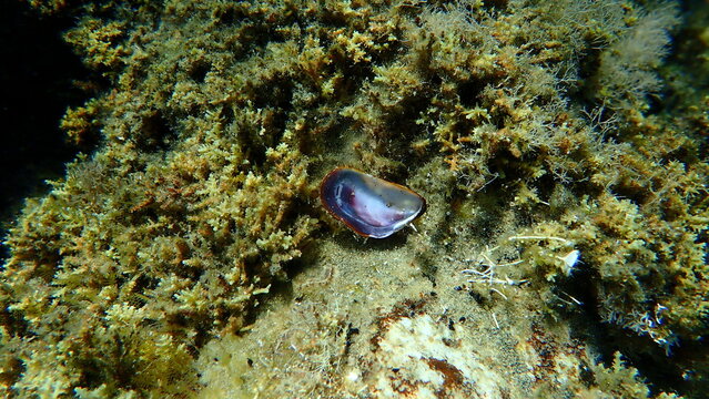 Seashell of bearded mussel or bearded horse mussel (Modiolus barbatus) undersea, Aegean Sea, Greece, Halkidiki