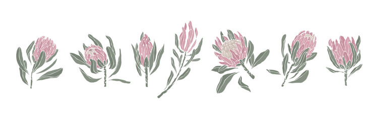 Set of protea flowers and buds. Vector graphics.
