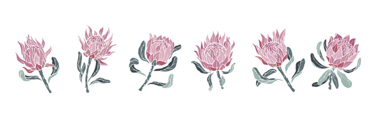 Set of protea flowers and buds. Vector graphics.