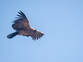 Andean condor in Colca Arequipa