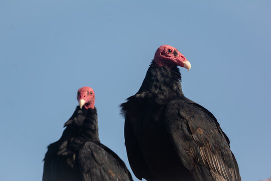 Aura Gallipavo