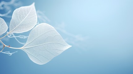 Skeletonized White Leaf on a Light Blue Background