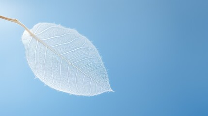 Skeletonized White Leaf on a Light Blue Background