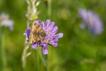 Burnet Companion (Euclidia glyphica) Moth sitting on a small scabious in Zurich, Switzerland