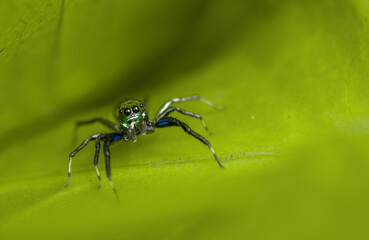 High magnification close-up shot of a green jumping spider with adorable eyes and visible fangs, on a green leaf looking at camera with green background and sufficient copy space