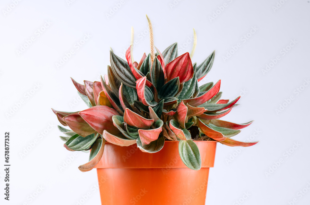 Sticker Peperomia Caperata Rosso plant over gray background. Growing plant in a pot close up. Beautiful houseplant gor interior design, macro shot