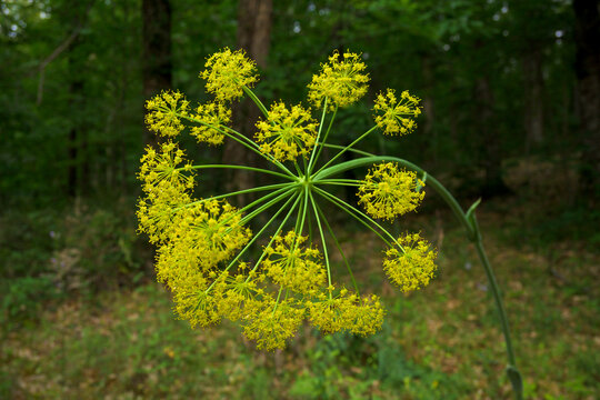 Thapsia villosa zumillo in the middle of a chestnut forest horizontally with yellow and green tones