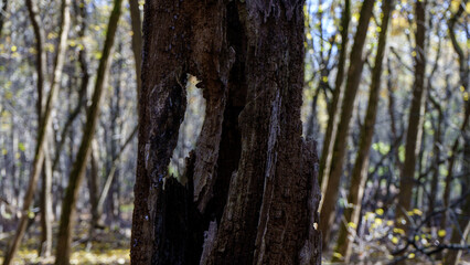 Obraz premium Autumn Landscapes - Old trunk in the woods