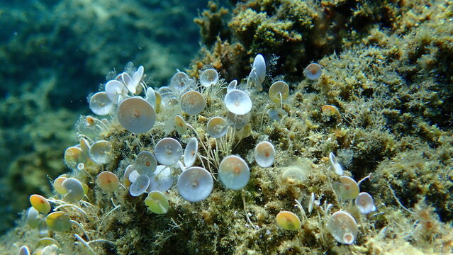 Green algae Acetabularia acetabulum undersea, Aegean Sea, Greece, Halkidiki