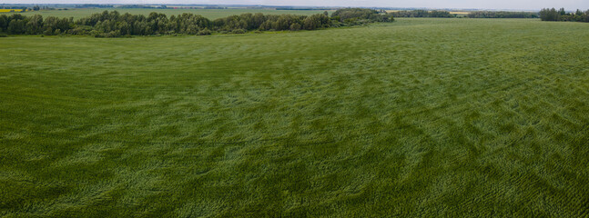 Looking down onto a large wheat field that is blowing in a strong wind. Trees occur along the horizon.
