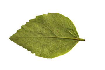 green leaf isolated on white
