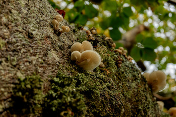 White mushrooms on century-old beech