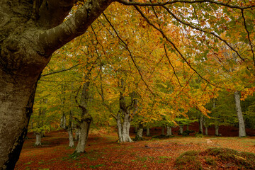 INCREDIBLE BEECH TREE LANDSCAPE WITH OCHER AND ORANGE AUTUMN COLORS IN THE GORBEA NATURAL PARK IN...