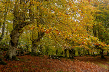 INCREDIBLE BEECH TREE LANDSCAPE WITH OCHER AND ORANGE AUTUMN COLORS IN THE GORBEA NATURAL PARK IN...