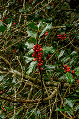 Red fruit hollies in the Gorbea natural park in &Aacute;lava Spain