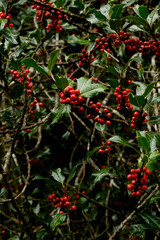 Red fruit hollies in the Gorbea natural park in Álava Spain