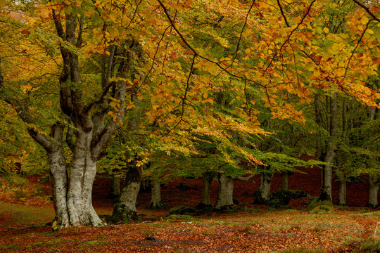 INCREDIBLE BEECH TREE LANDSCAPE WITH OCHER AND ORANGE AUTUMN COLORS IN THE GORBEA NATURAL PARK IN ALAVA SPAIN. NATURA 2000 NETWORK. Red ocher and Orange colors